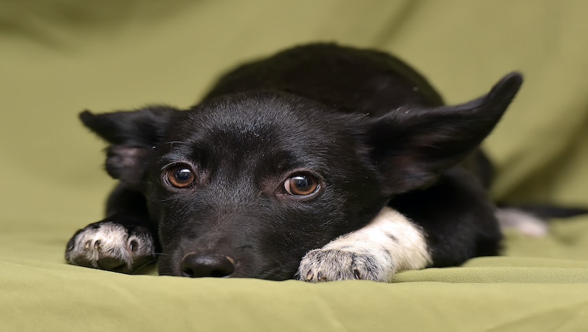 Hund verhaltet sich ängstlich