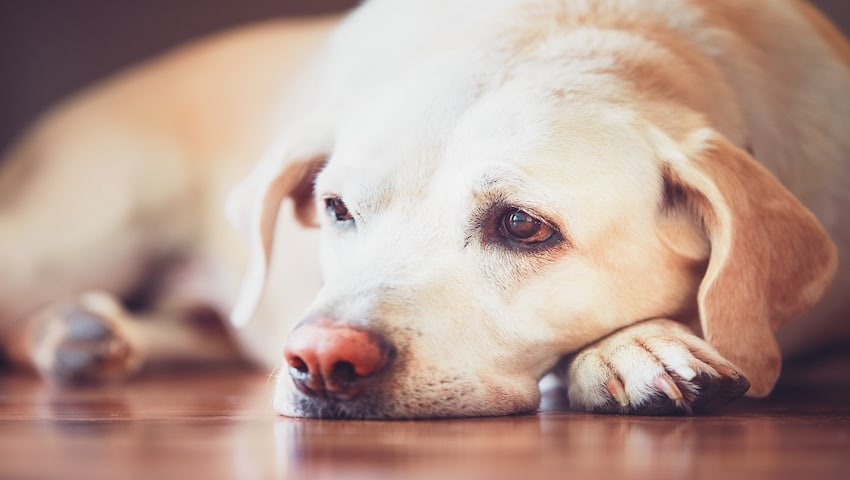 Darmentzündung beim Hund