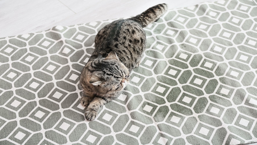 Katze markiert in der Wohnung