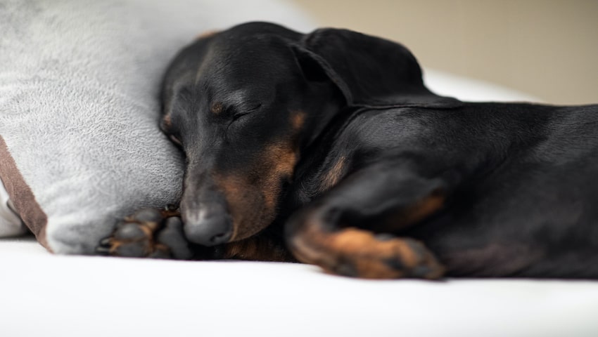 Magensäure beim Hund kann zu Beschwerden führen