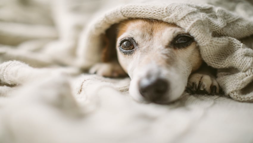 Sodbrennen beim Hund