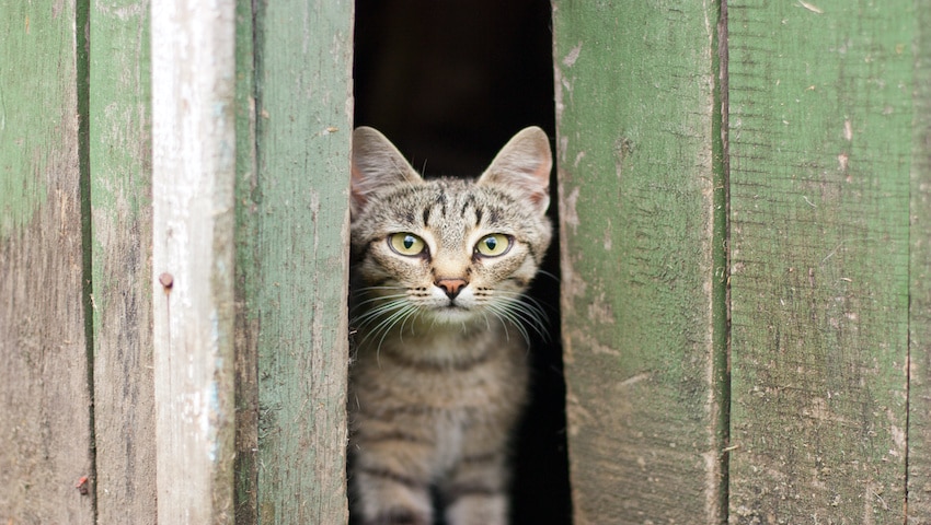 Katze ist ängstlich