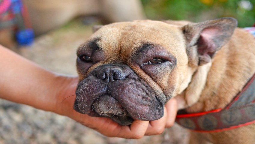 Allergischer Hund hat den Kopf in Hand liegen