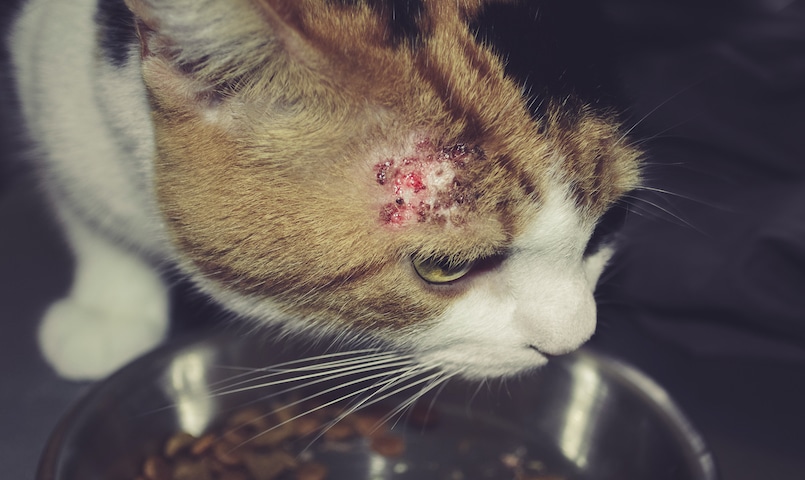 Katze mit Allergie über Futterschüssel