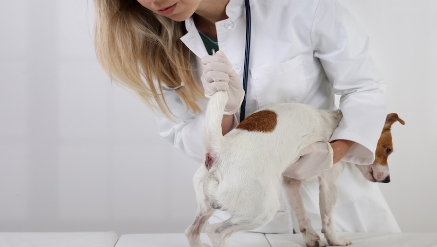 Analdrüsenentzündung beim Hund wird vom Tierarzt untersucht