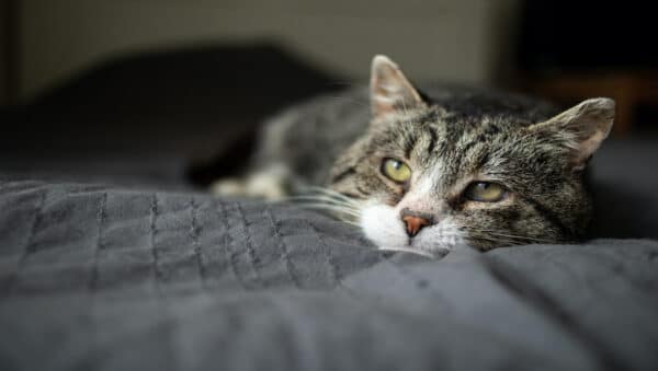 Ataxie bei Katzen: Gründe der Koordinationsstörung | Dr. Sam
