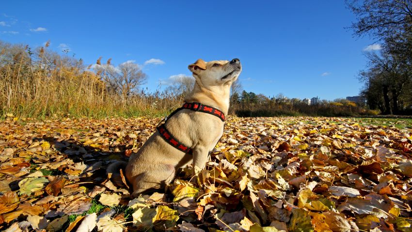 Hund mit Bandscheibenvorfall sitz im Freien im Laub