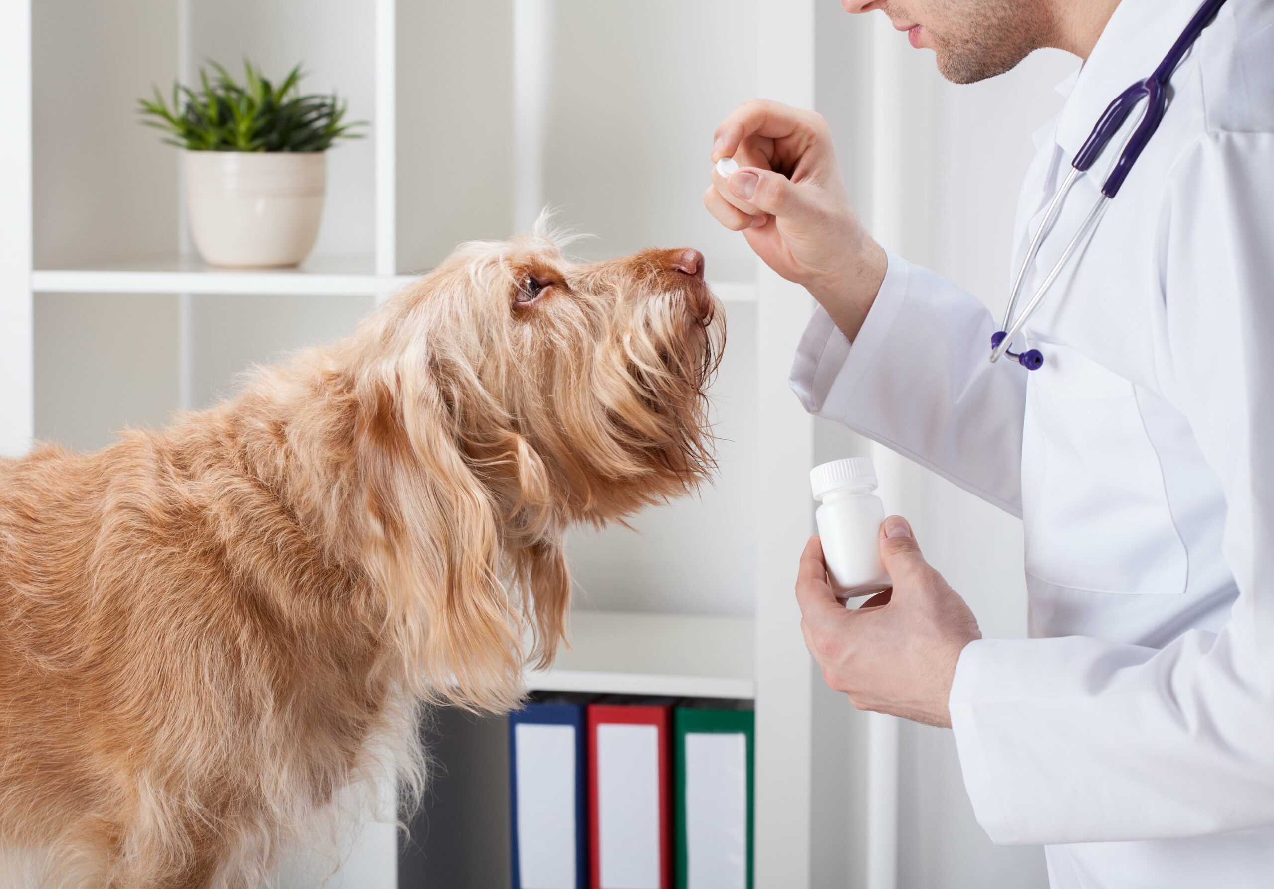 Hund mit Bandwurm bekommt Medikament vom Tierarzt