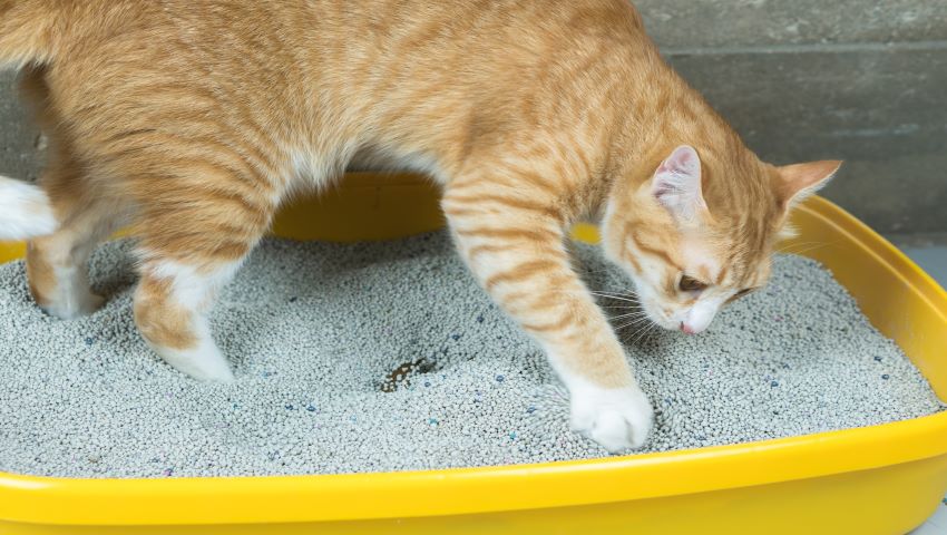 Katze mit Bandwurm sucht im Katzenklo
