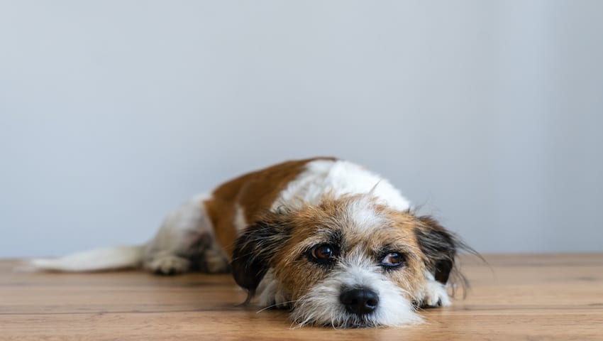 Bauchschmerzen beim Hund