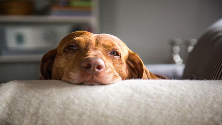 Hund mit Bauchspeicheldrüsenentzündung liegt zu Hause auf Couch