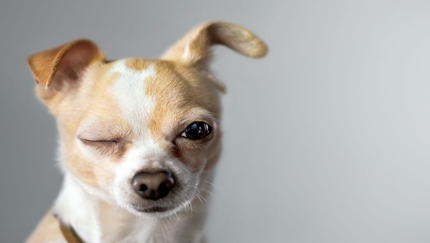 Hund mit Bindehautentzündung sitzt vor weißer Wand