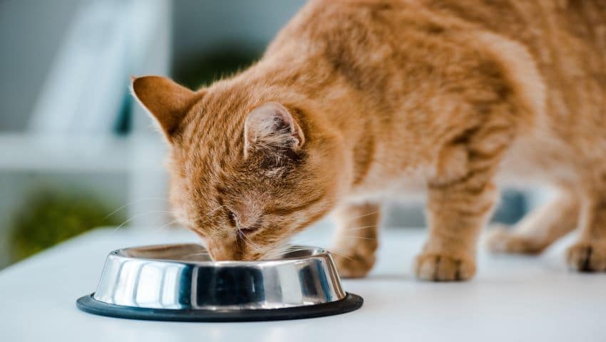 Katze mit Blasenentzündung trinkt aus Wassernapf zu Hause