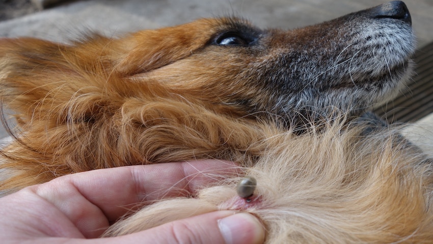 Hund mit Borreliose wird liegend behandelt