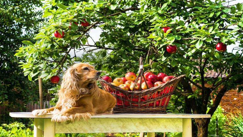 Darf Hund Apfel essen