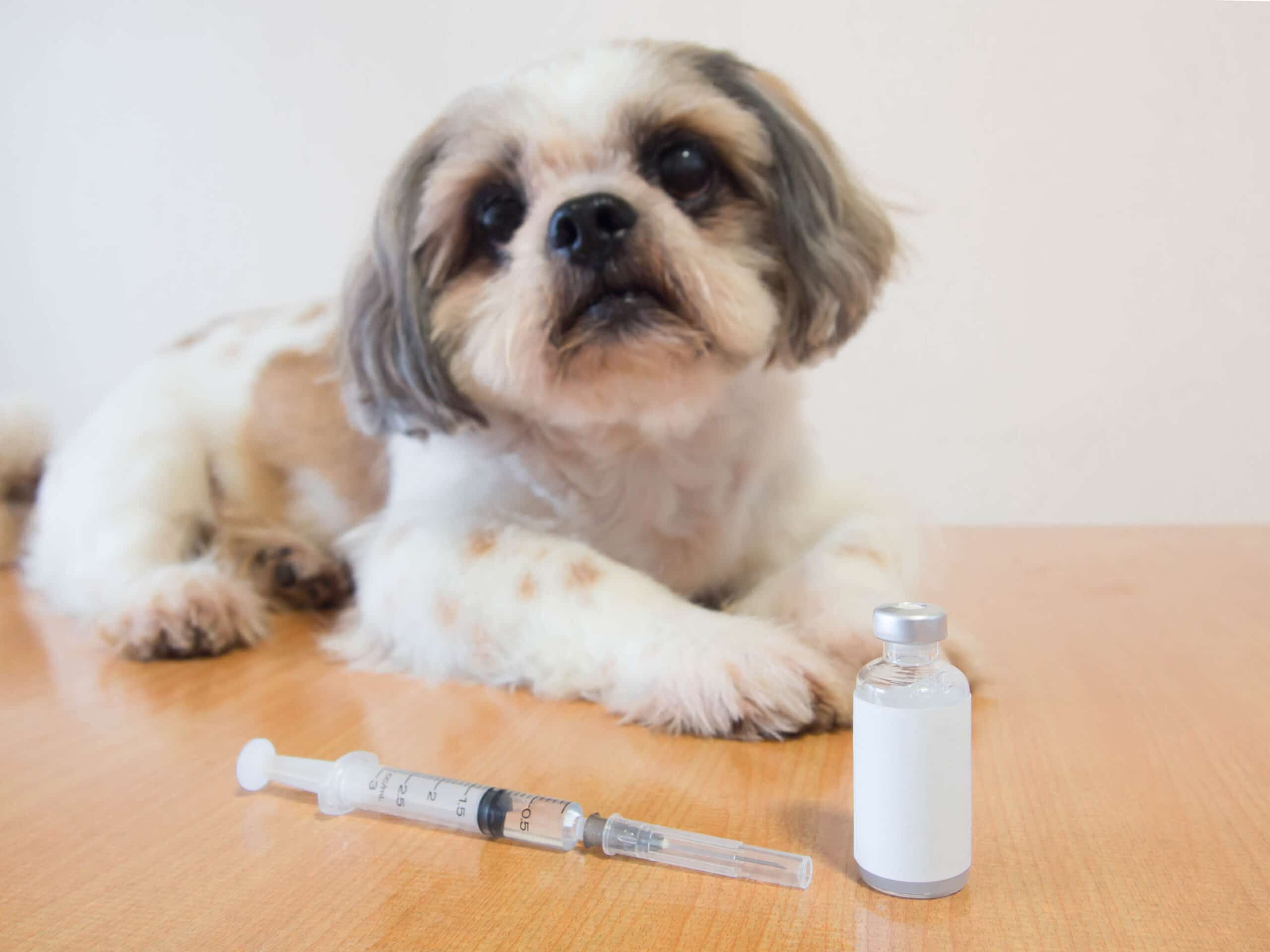 Hund mit Diabetes sitzt vor Insulinspritze