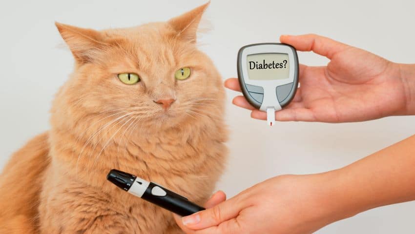Katze mit Diabetes und Blutzuckermessgerät