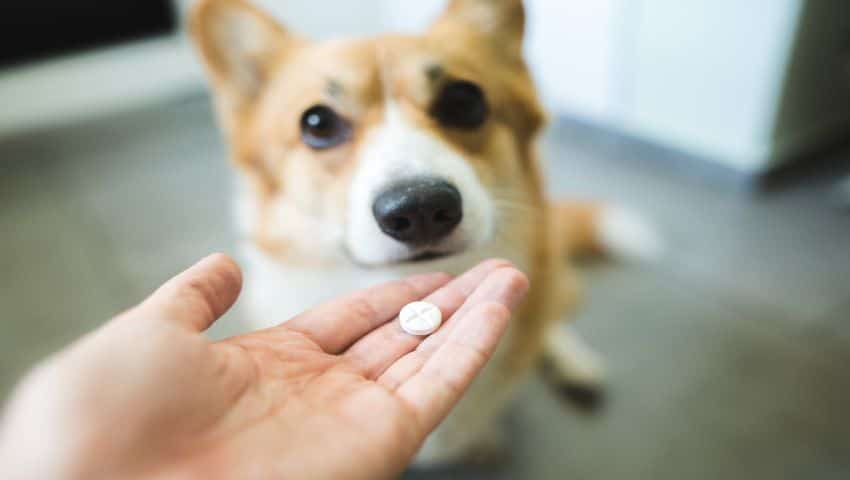 Dog with deworming tablet sitting at home