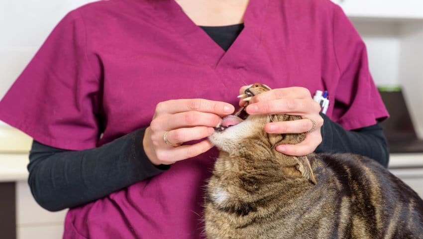 Katze bekommt vom Tierarzt Entwurmungstablette verabreicht