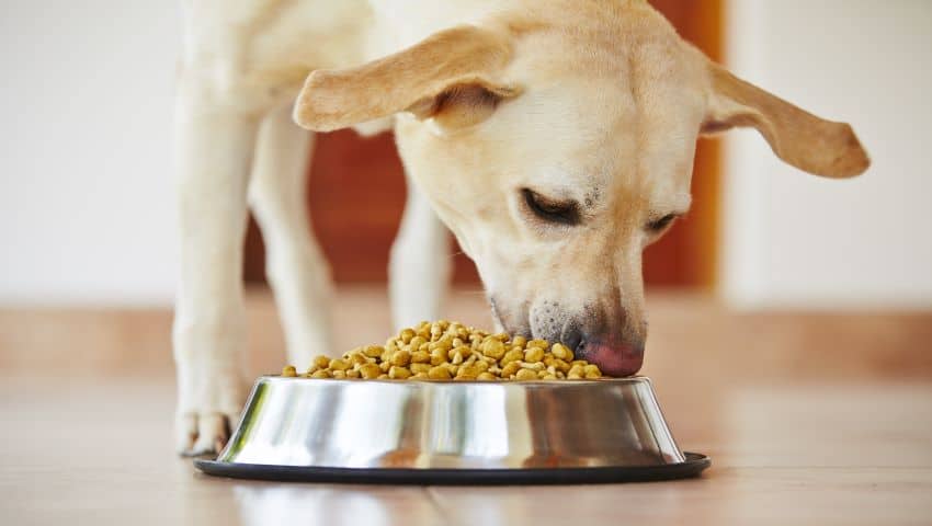Hund mit richtiger Ernährung frisst auf Futterschüssel