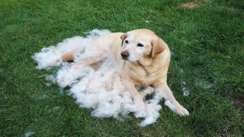 Fellwechsel beim Hund draußen auf der Wiese