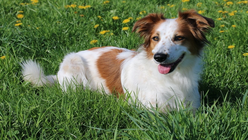 Flohsamen für den Hund