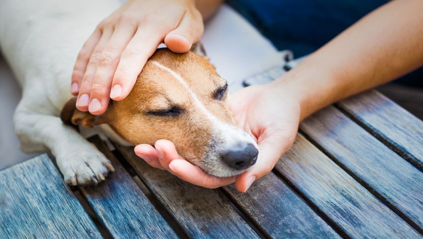Gastritis beim Hund mit Kopf in Hände gelegt