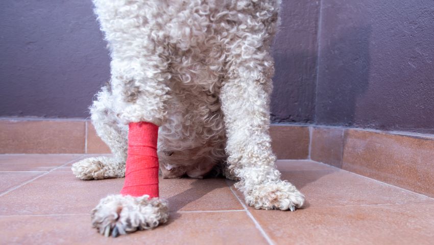 Hund mit Gelenkschmerzen trägt Verband an Vorderpfote