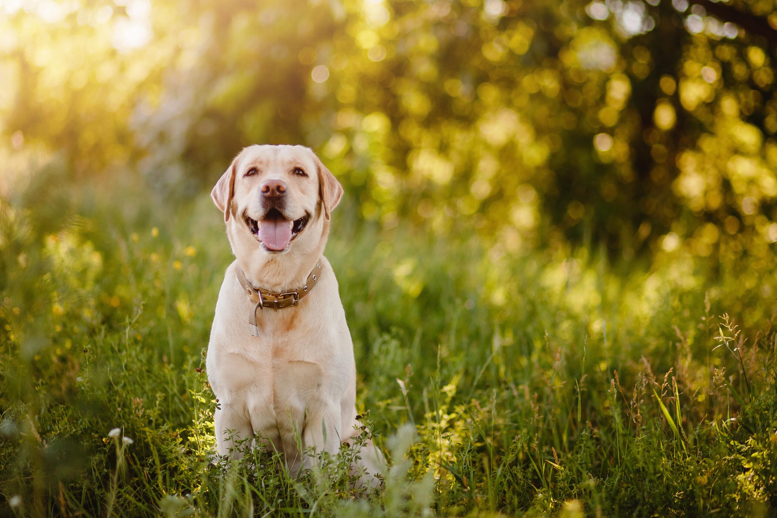 Hund mit Herzwürmern sitzt draußen in einer hohen Wiese