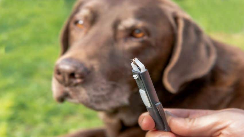 Hirschlausfliege beim Hund mit Zange entfernt