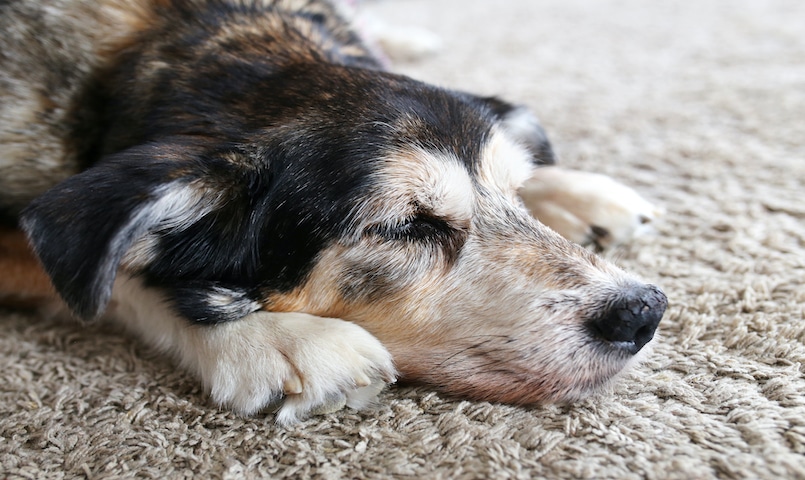 Hund mit Arthrose schläft mit Kopf auf Pfoten