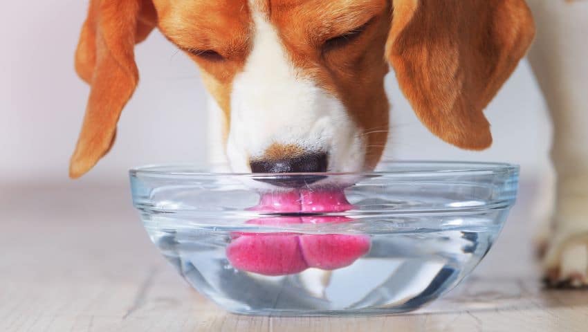 Hund mit Blasenentzündung trinkt aus Wasserschüssel
