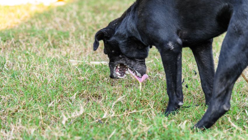 Hund erbricht im Freien auf Wiese