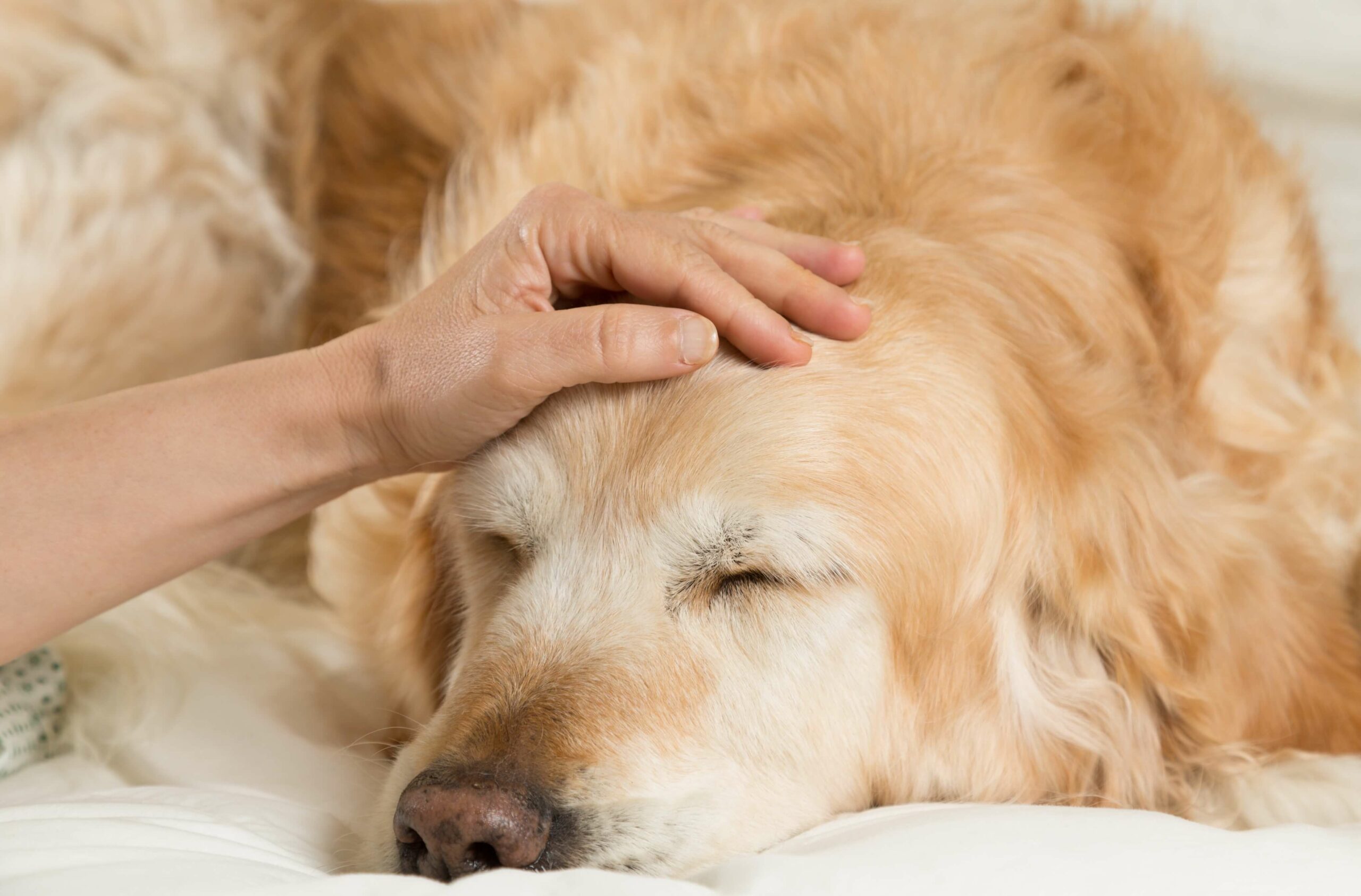 Hund mit Fieber liegt auf Decke