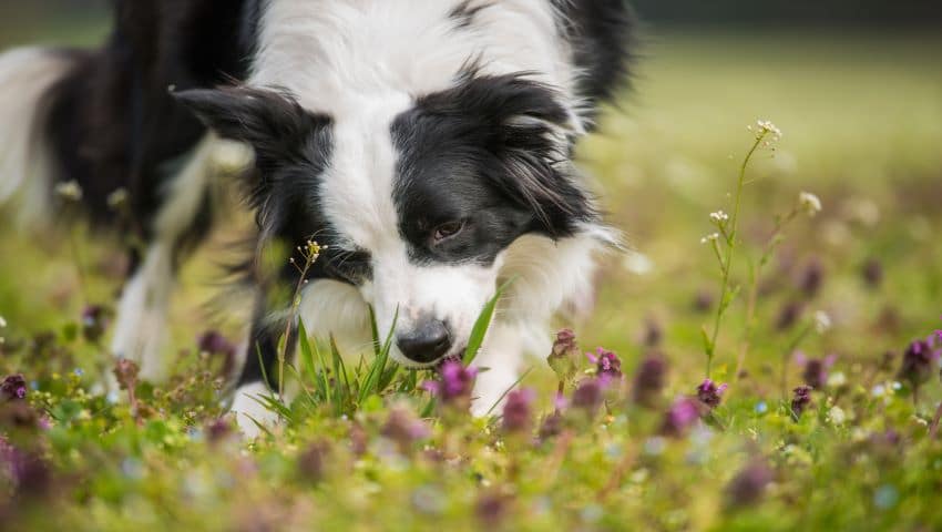 Hund frisst im Freien Kot auf Wiese