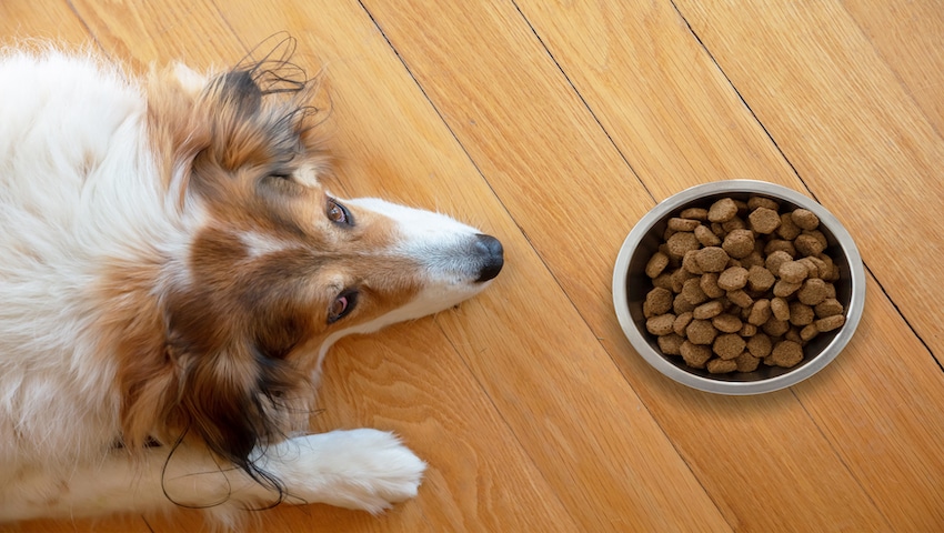 Hund frisst nicht seine Futterschüssel mit Trockenfutter