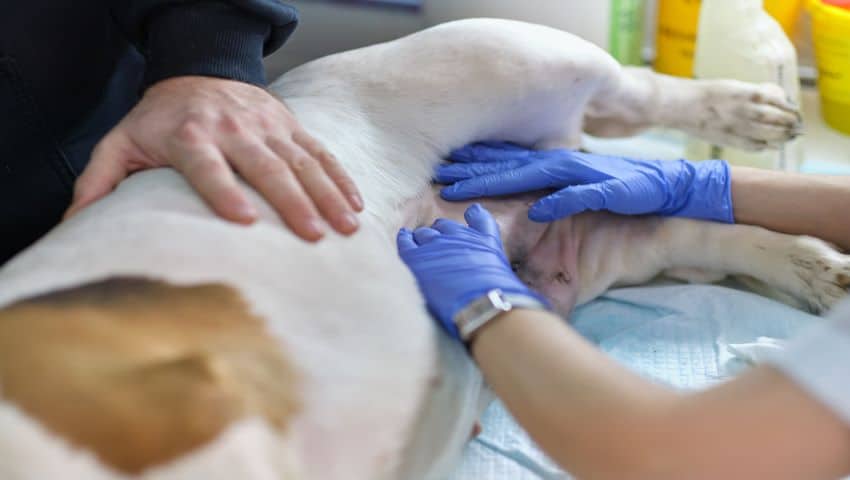 Hund mit Blähungen wird vom Tierarzt abgetastet