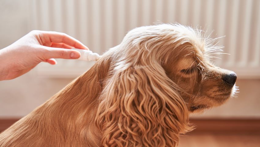 Hund mit Flöhen bekommt Spot-On-Mittel verabreicht