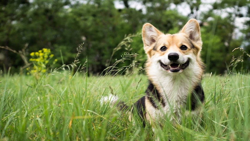 Hund mit Herbstgrasmilben läuft durch hohe Wiese