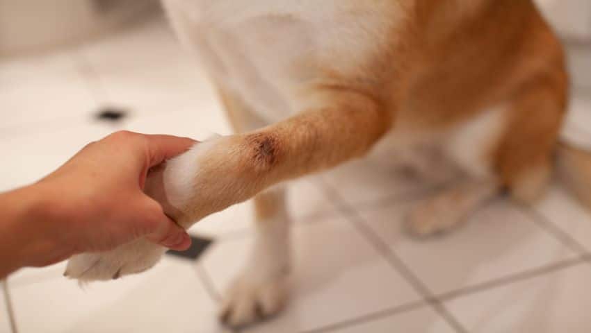 Hund mit Hot Spot zu Hause im Badezimmer