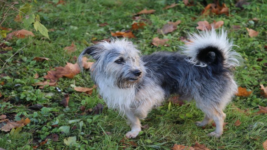 Hund humpelt im Freien auf Wiese