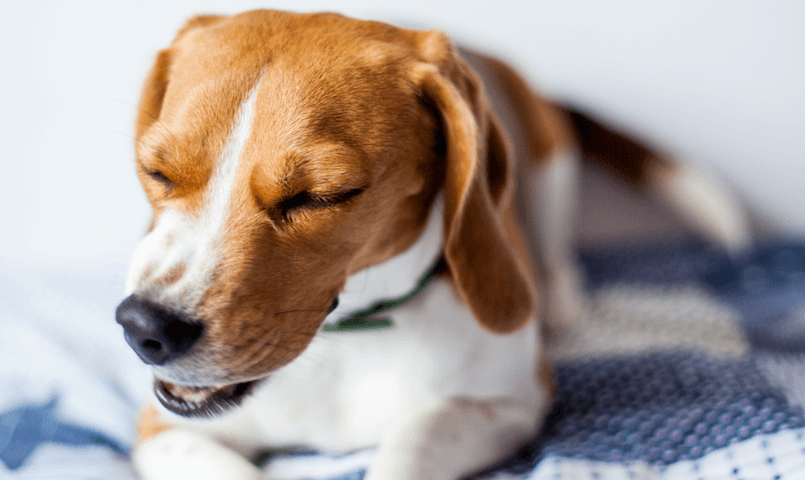 Hund liegt mit Husten auf Decke