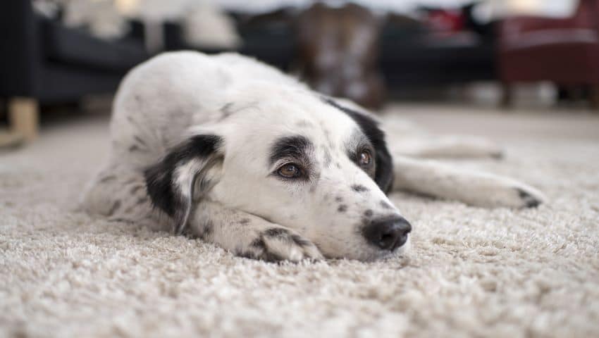 Unruhiger Hund liegt zu Hause auf Teppich
