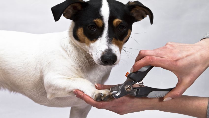 Hund werden die Krallen zu Hause geschnitten