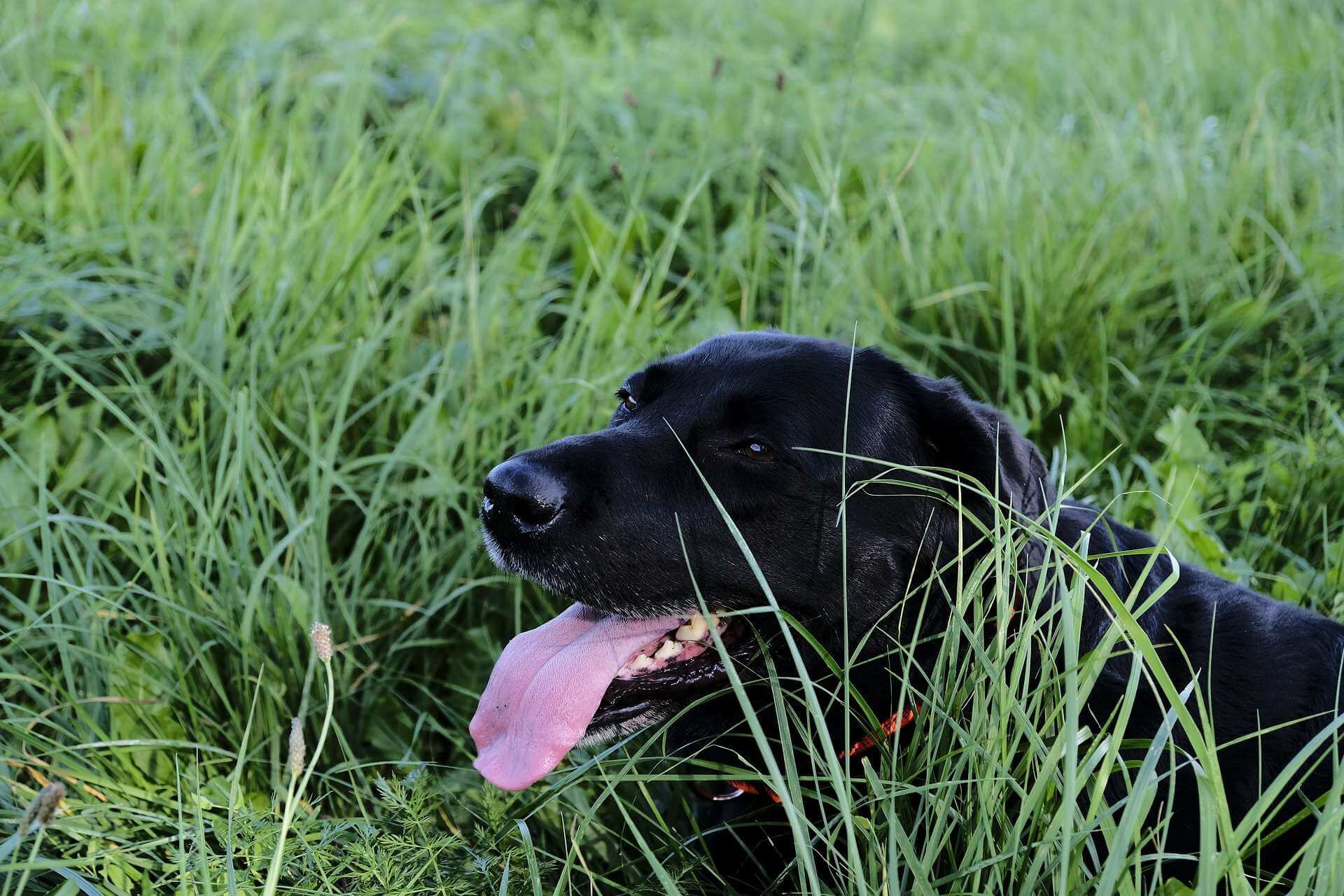 Hund liegt draußen mit Mundgeruch