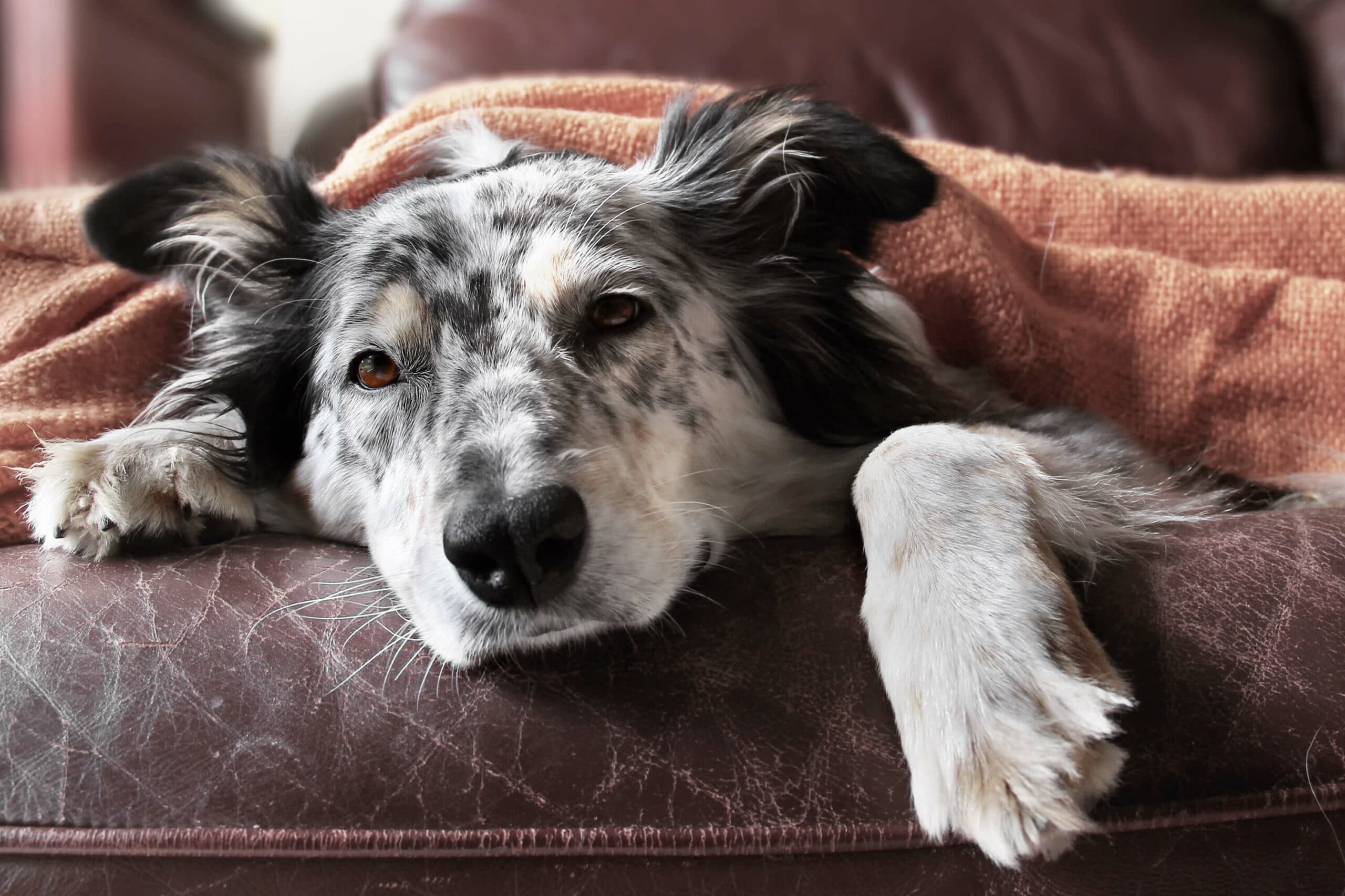 Hund mit Schnupfen liegt auf Sofa