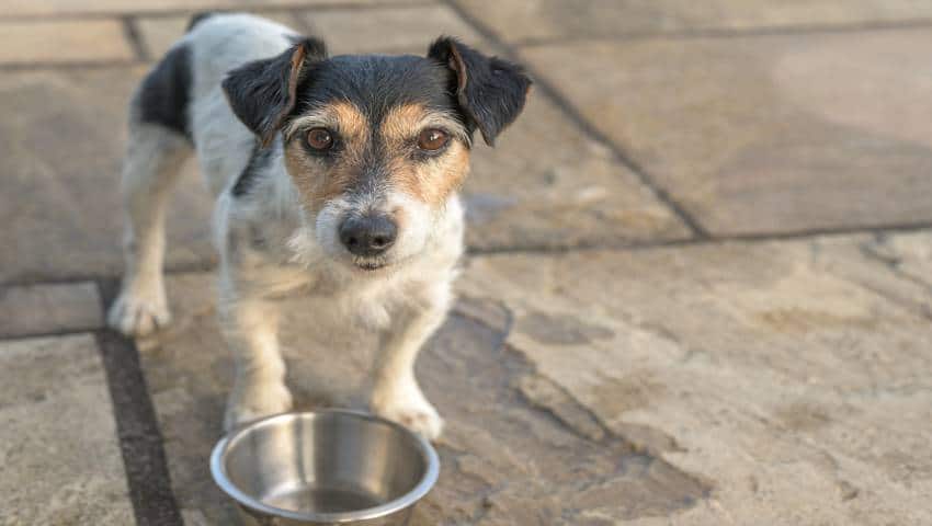 Hund trink nicht im Freien aus seinem Wassernapf