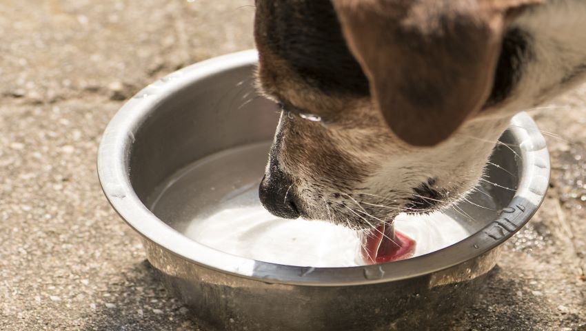 Hund trinkt viel im Freien aus Wassernapf