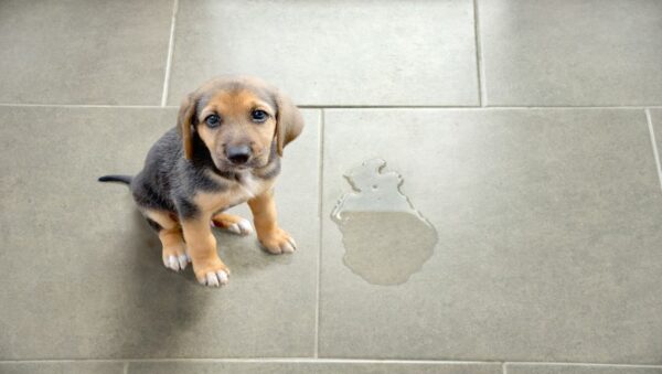 Hund Verliert Plötzlich Urin Im Liegen www.drsam.de