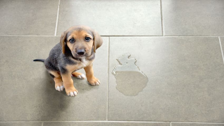 Hund verliert Urin auf Fliesenboden in Wohnung
